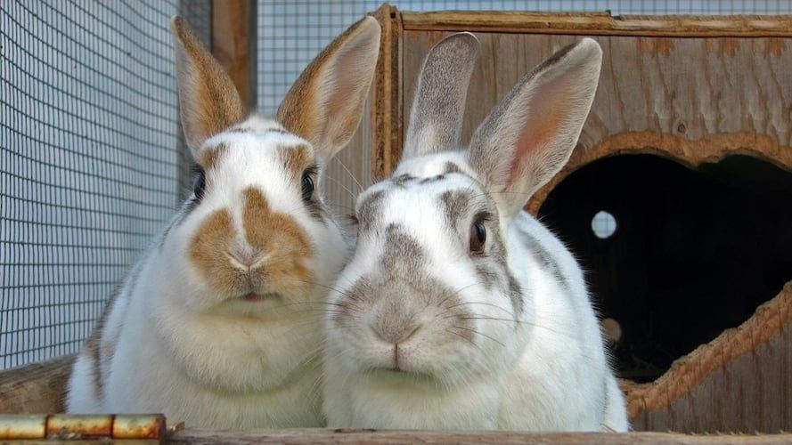 Two Rabbits